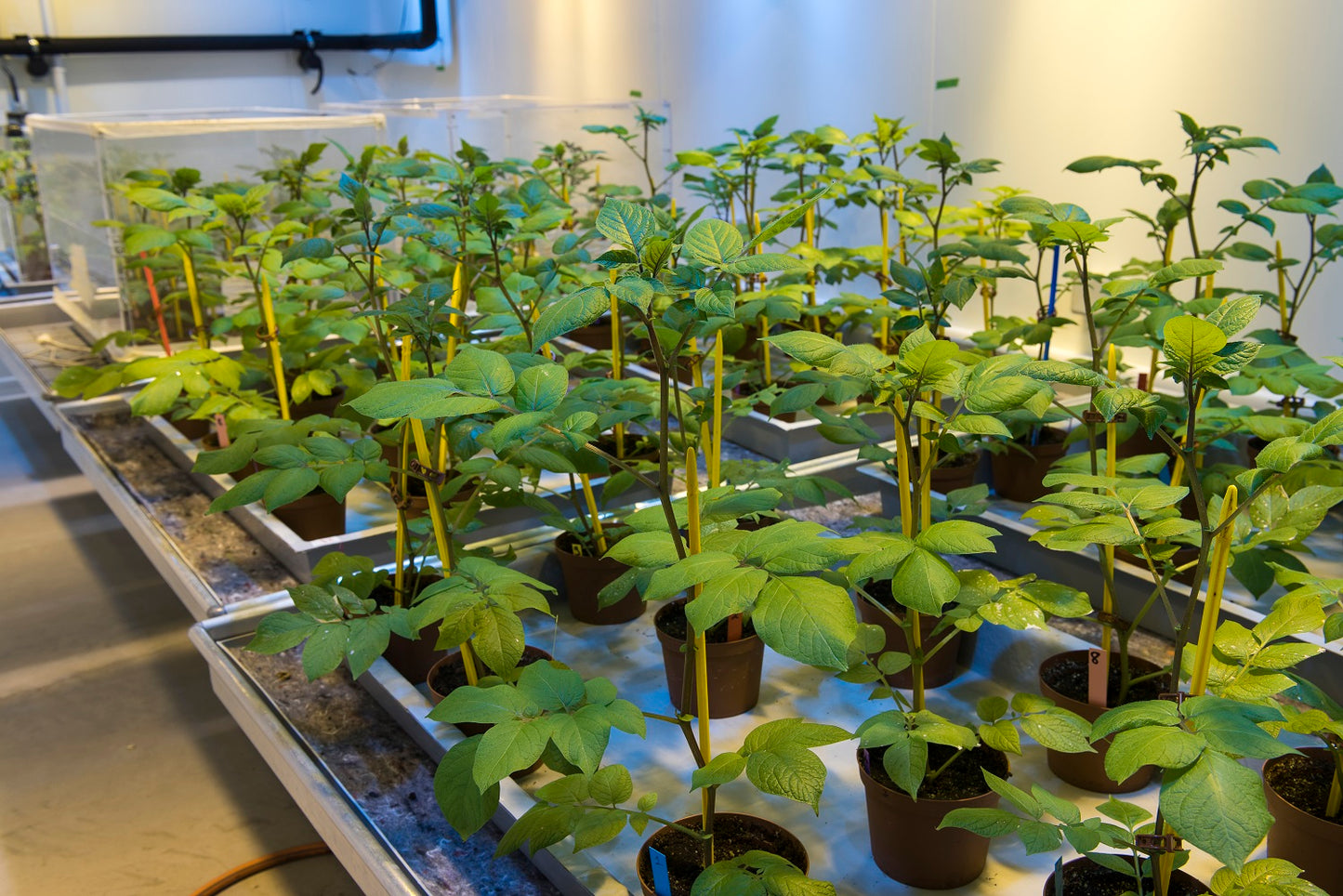 Biocontrol Evaluation