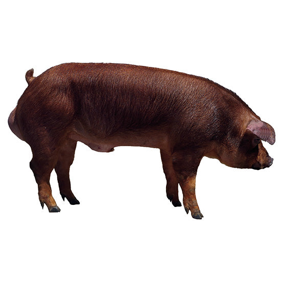 Duroc AXIOM