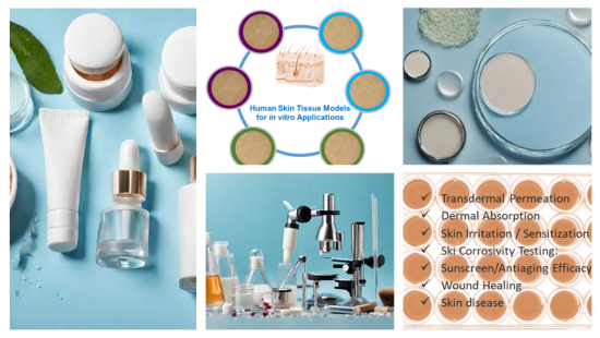 Ex vivo human skin tissue models for in vitro cosmetic safety and efficacy testing