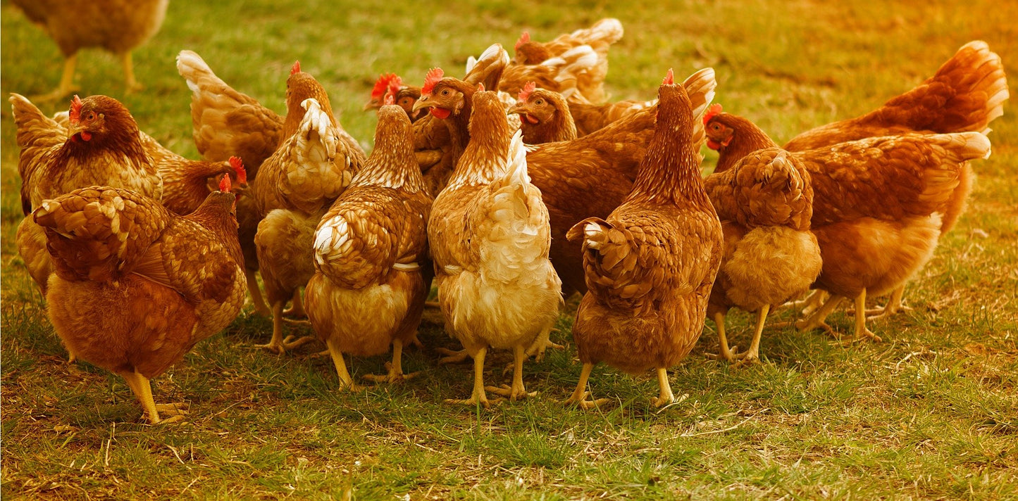 Feed Supplements for Poultry