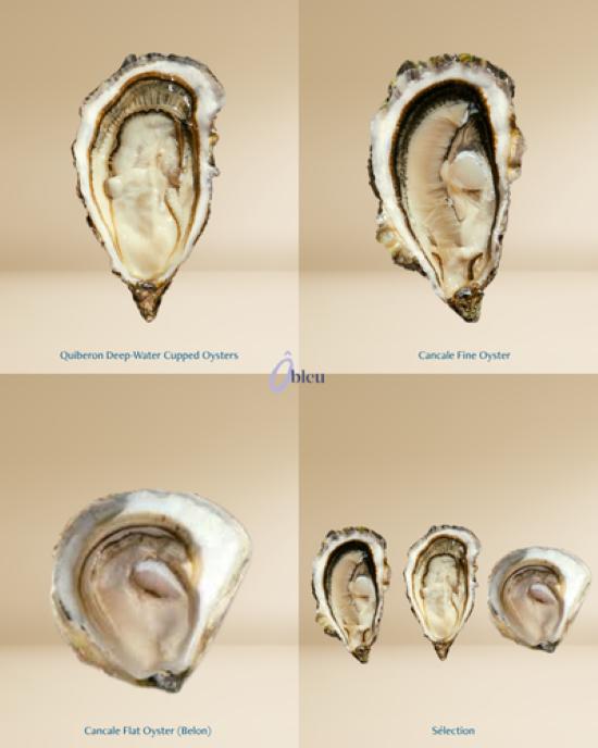 Oysters Ôbleu