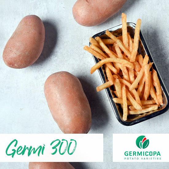 PROCESSING FRENCH FRIES