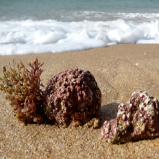 boniface™- organic calcareous algae extract rich in calcium