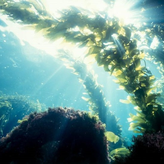 serenity™ - organic sea lettuce extract rich in magnesium