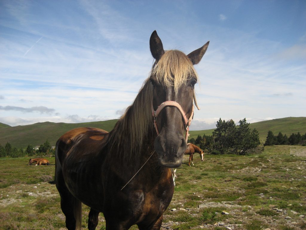 Premix and Performances - Horse