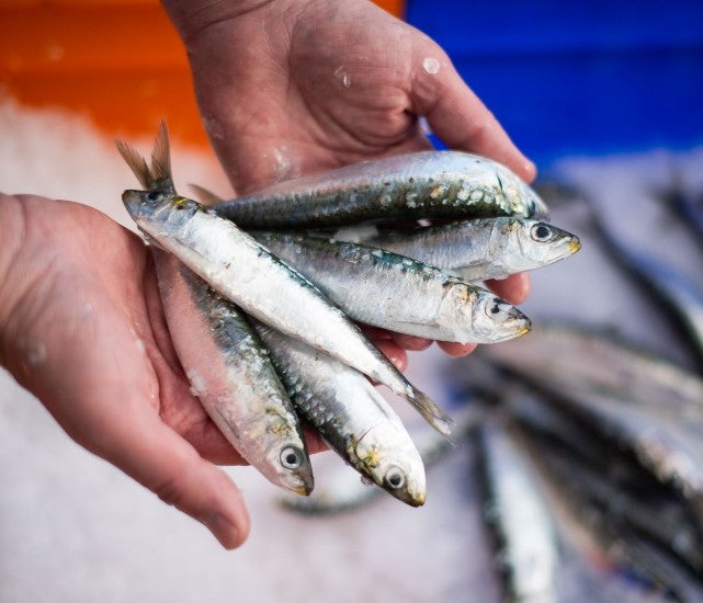 Seasonal fish