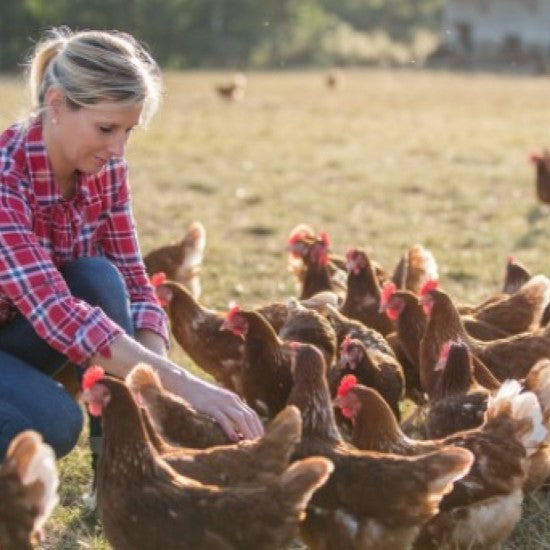 Veterinary sampling devices