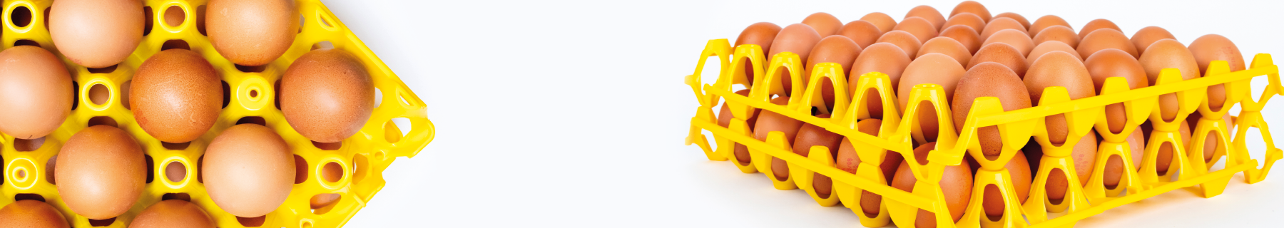 Banner EGG PRODUCTION SYSTEMS