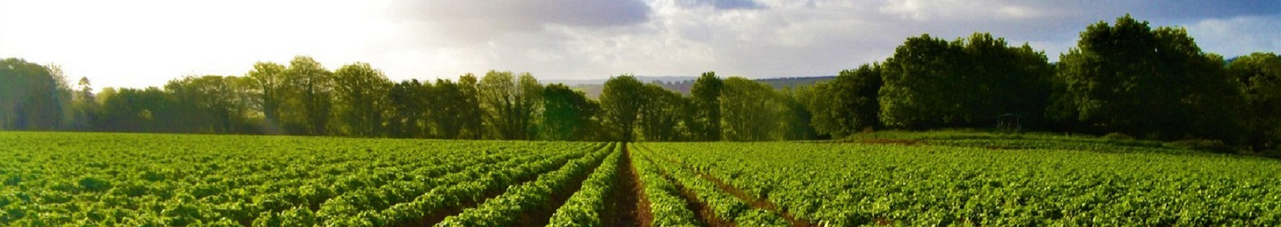 Banner ELORN PLANTS