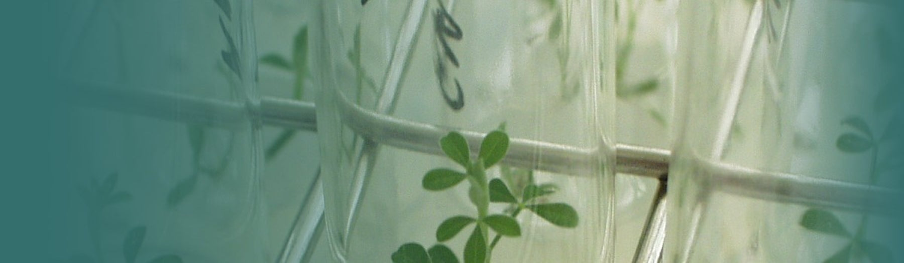Banner VEGENOV-BBV