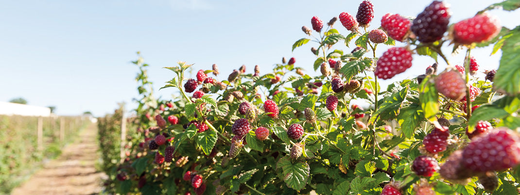 Banner LA FRUITIERE DU VAL EVEL