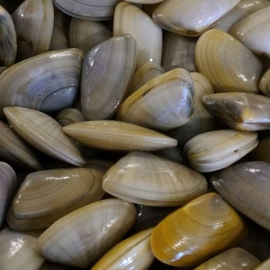 COQUILLAGES / SHELLFISH / MARISCOS