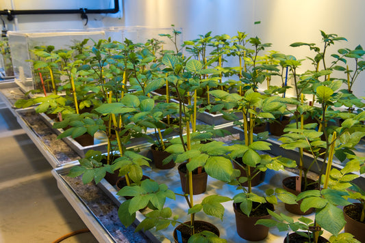 Biocontrol Evaluation