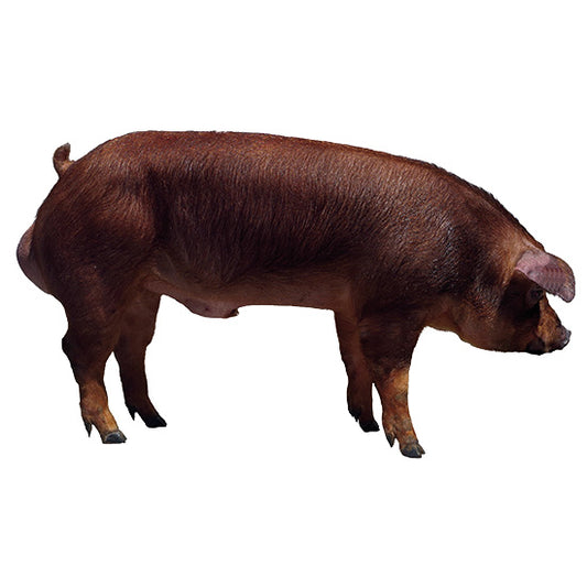 Duroc AXIOM