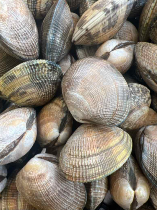 Palourde /  Vongole / Carpet Shells