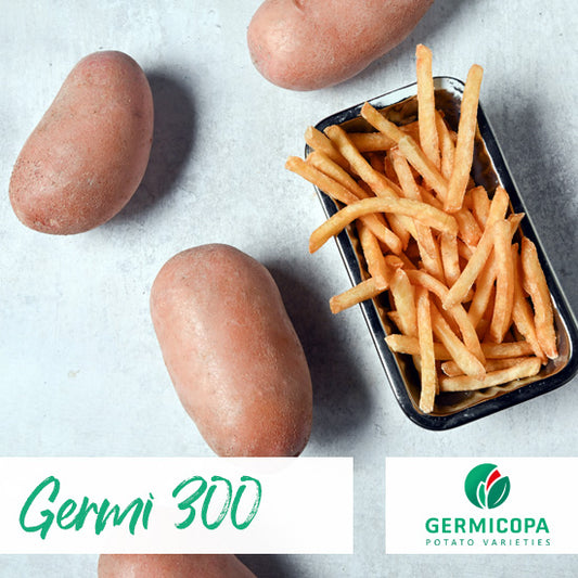 PROCESSING FRENCH FRIES