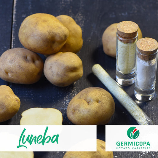 PROCESSING STARCH & FLAKES