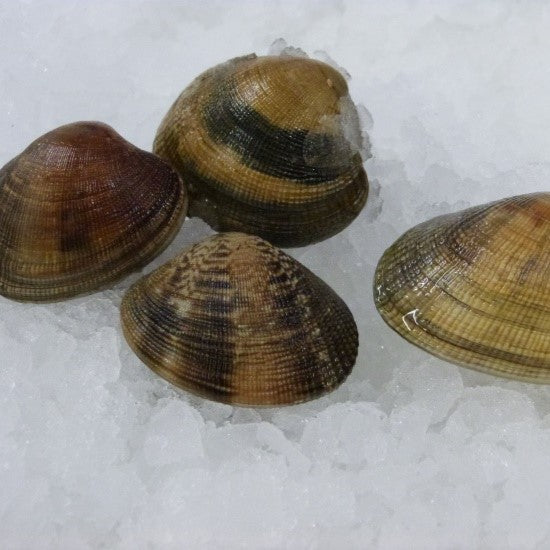PALOURDES JAPONAISE-CLAMS -RUDITAPES PHILIPINARUM