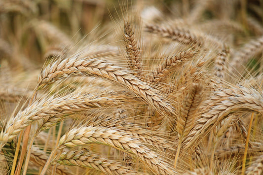 Wheat ceramides