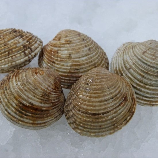 PRAIRES-Grey Rough Clams  - Venus verrucosa
