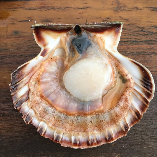 Crustaceans : Scallops, lobsters, red Breton spiny lobsters, langoustines