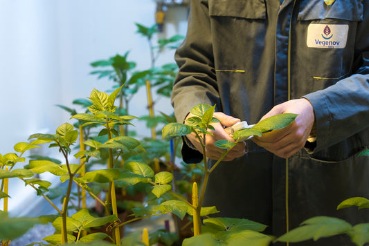 Evaluation of biostimulants, fertilizers and substrates